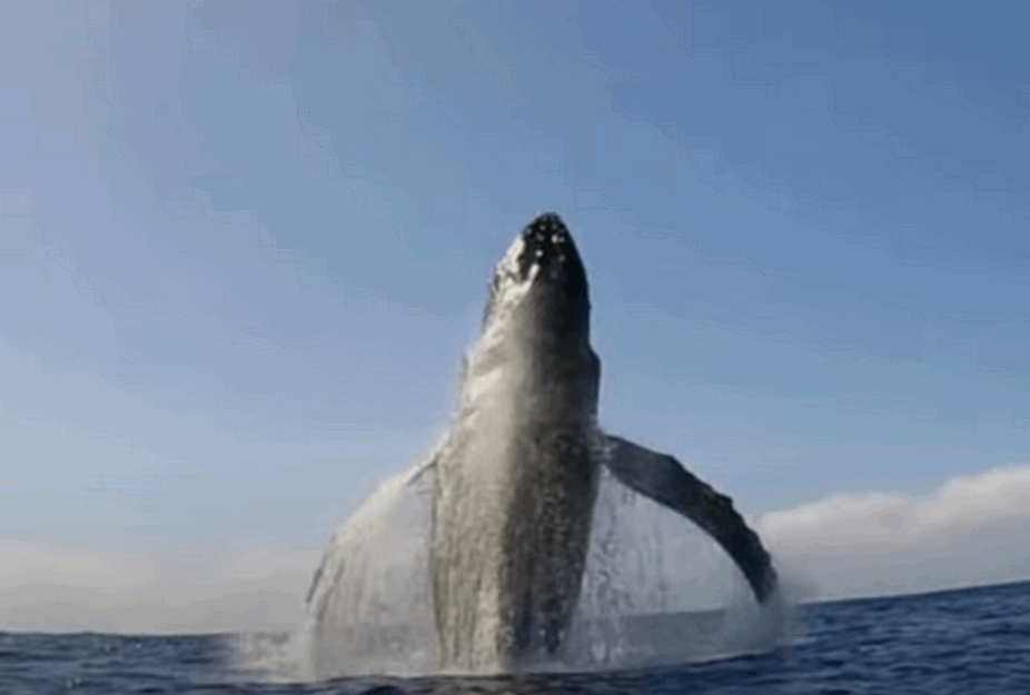 GRDOSIJA NA OBALI KAMČATKE: Olujni talasi IZBACILI kita od 19 metara, NIJE MU BILO SPASA (VIDEO) 
 
